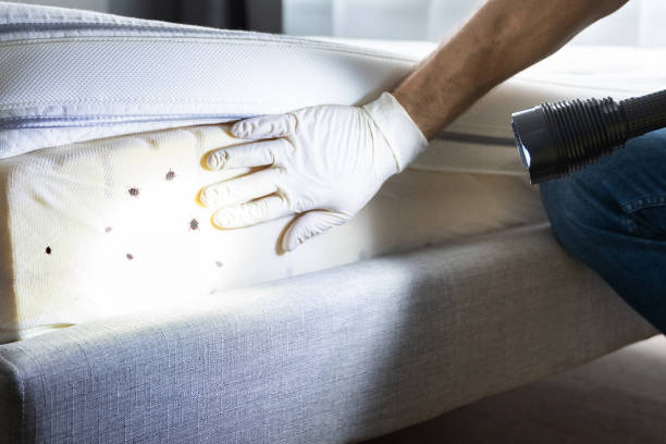 Best Mosquito Control Services  in Island City, OR