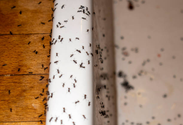 Trusted Island City, OR Pest Control Experts
